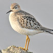 Buff-breasted Sandpiper